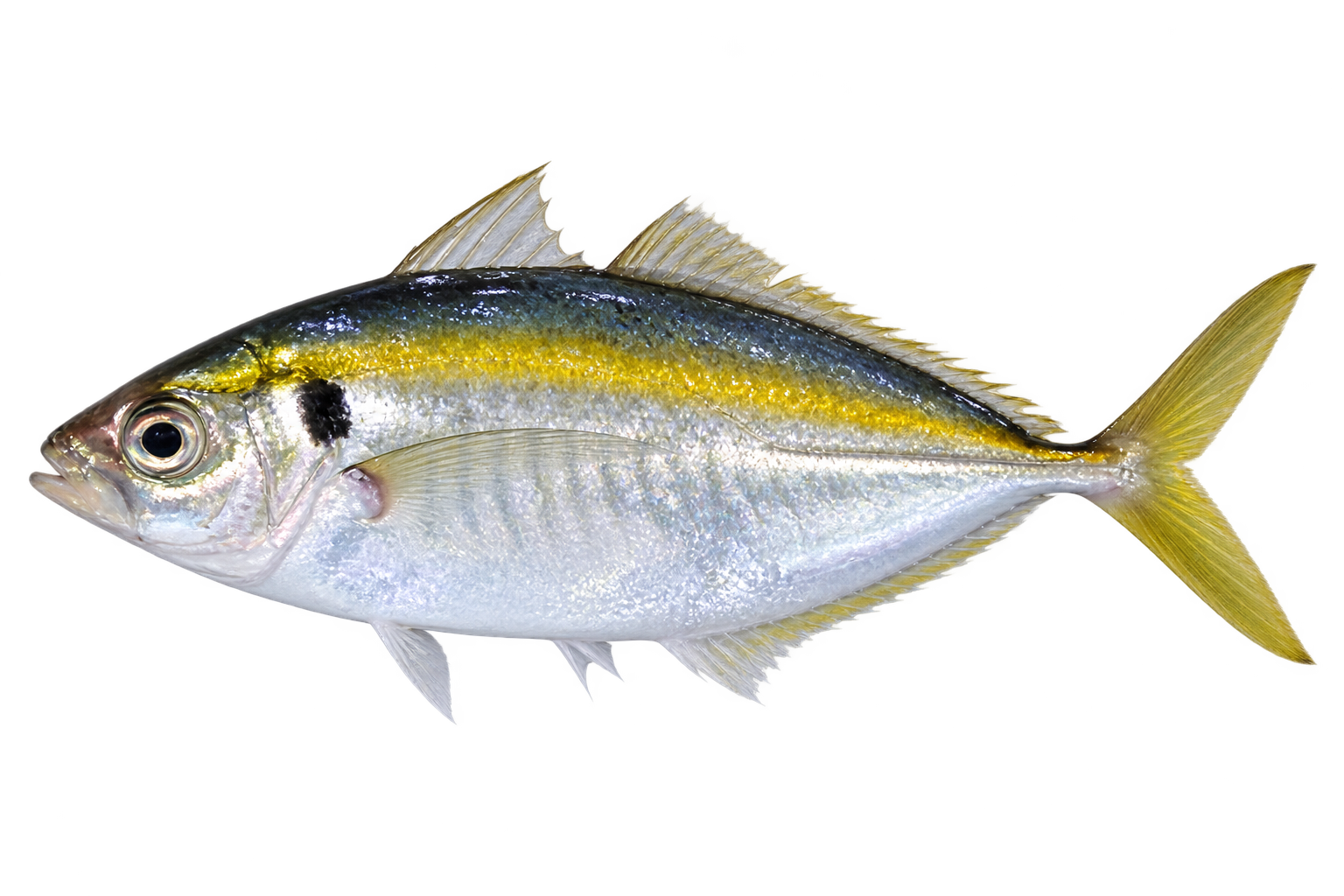 Cá chỉ vàng（ホソヒラアジ／Selaroides leptolepis）