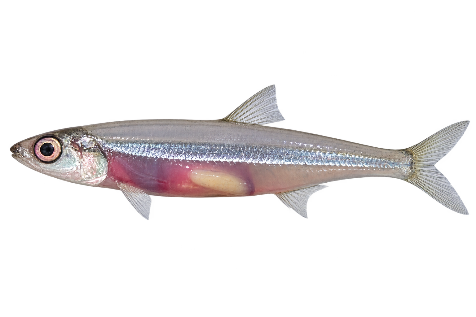 Cá cơm đỏ