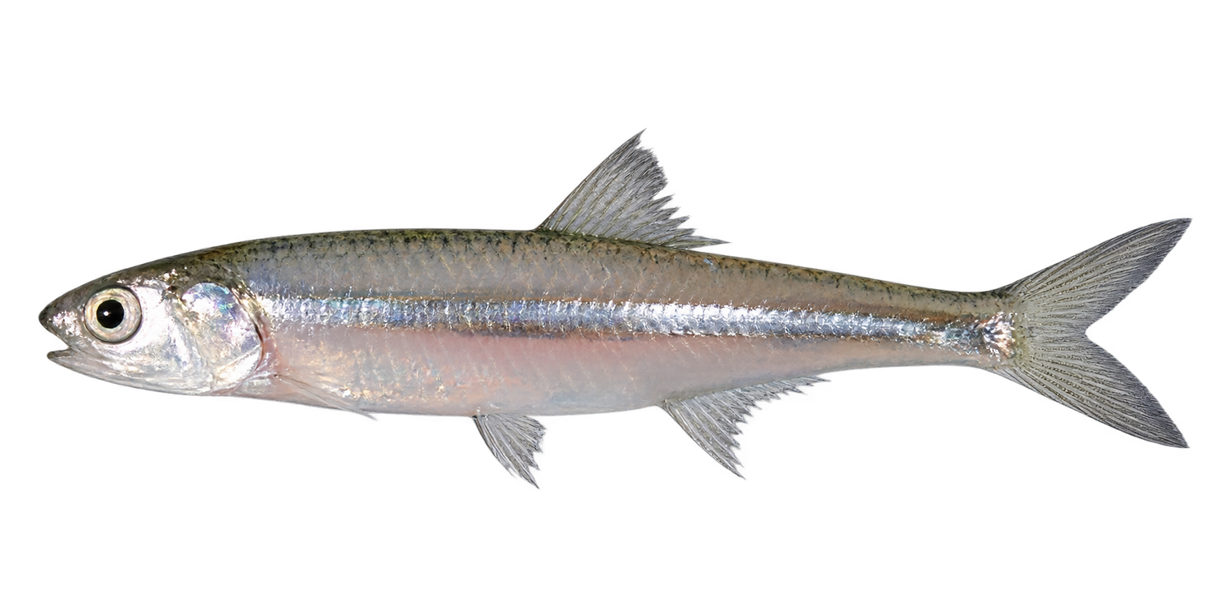 Cá cơm thường の外観参考