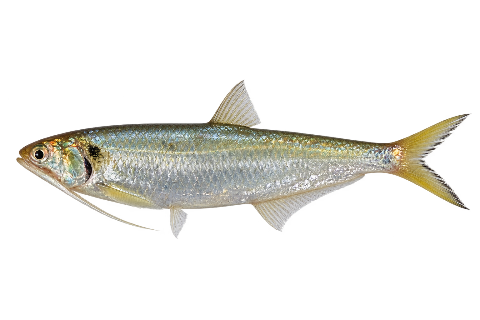 Cá lẹp の外観例 Cá lẹp hàm dài（Thryssa setirostris）