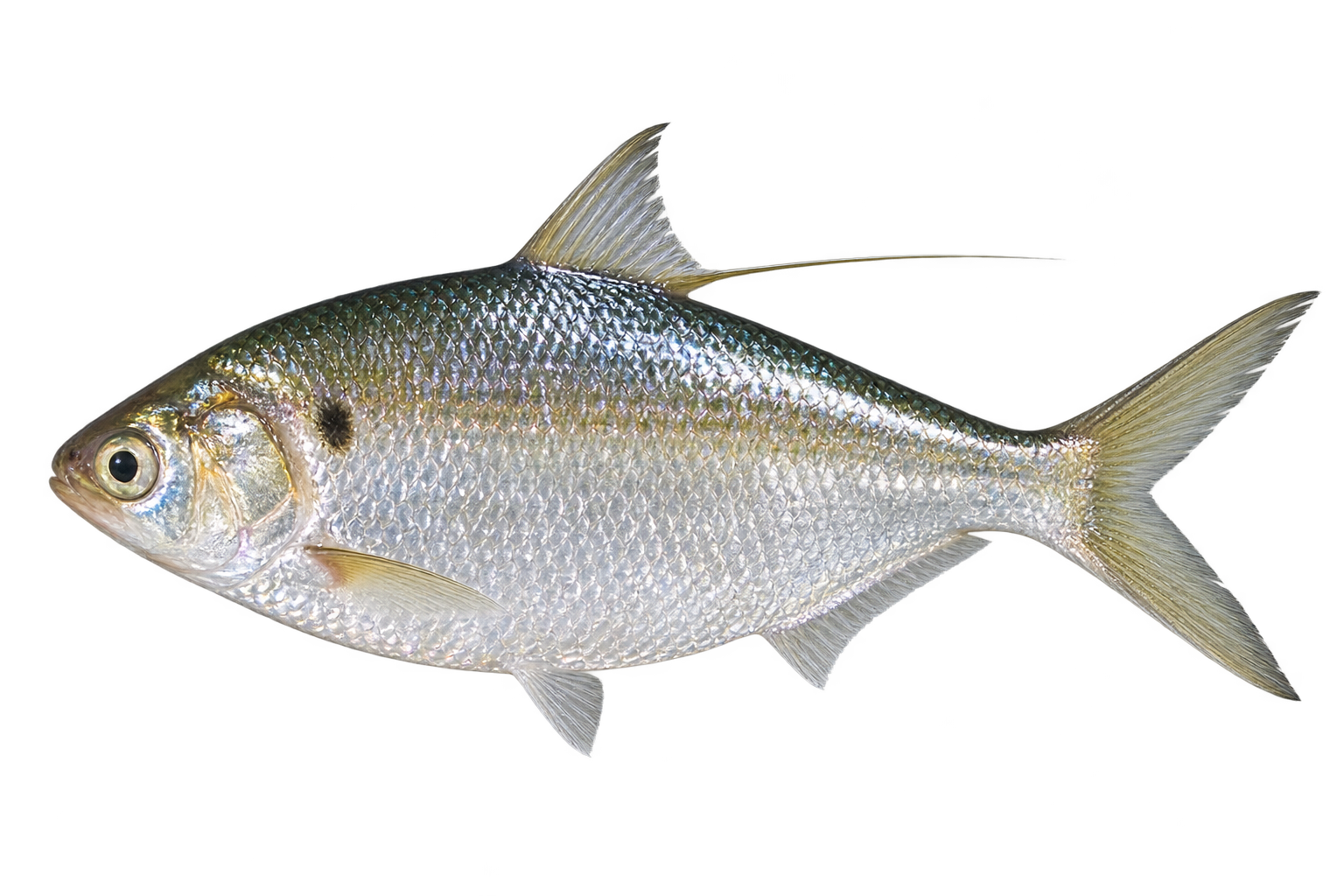 Cá mòi の代表例としての Cá mòi dầu（Nematalosa nasus）