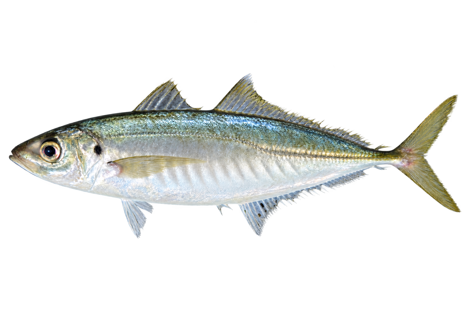 Cá quẩn（マルアジ／Decapterus maruadsi）